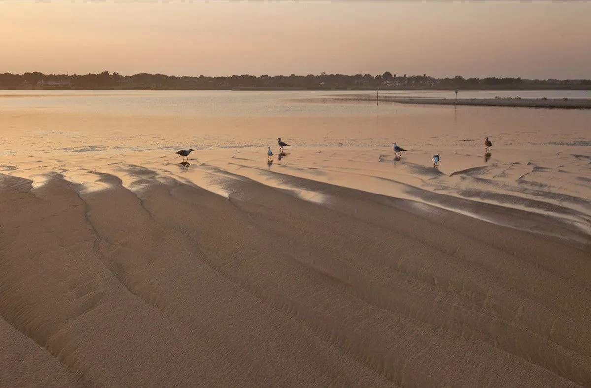 Beach Gulls