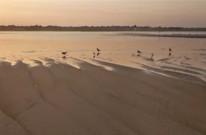 Beach Gulls